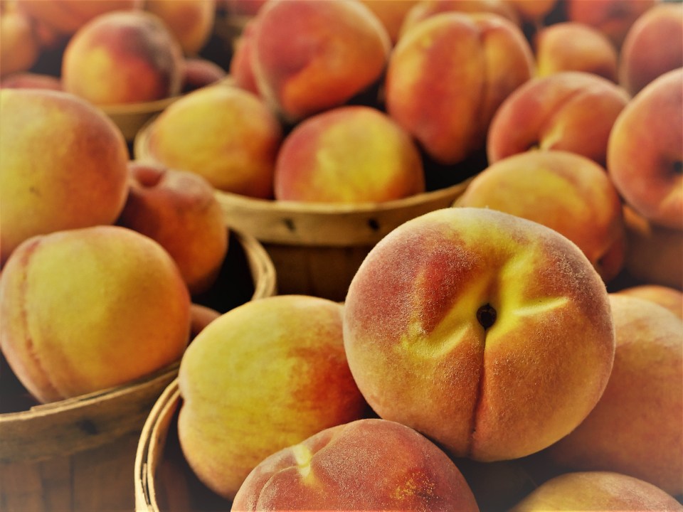 2017 07 30 P1000302 PEACHES (MSPHOTO EN, ZEKE, SPT-FX)