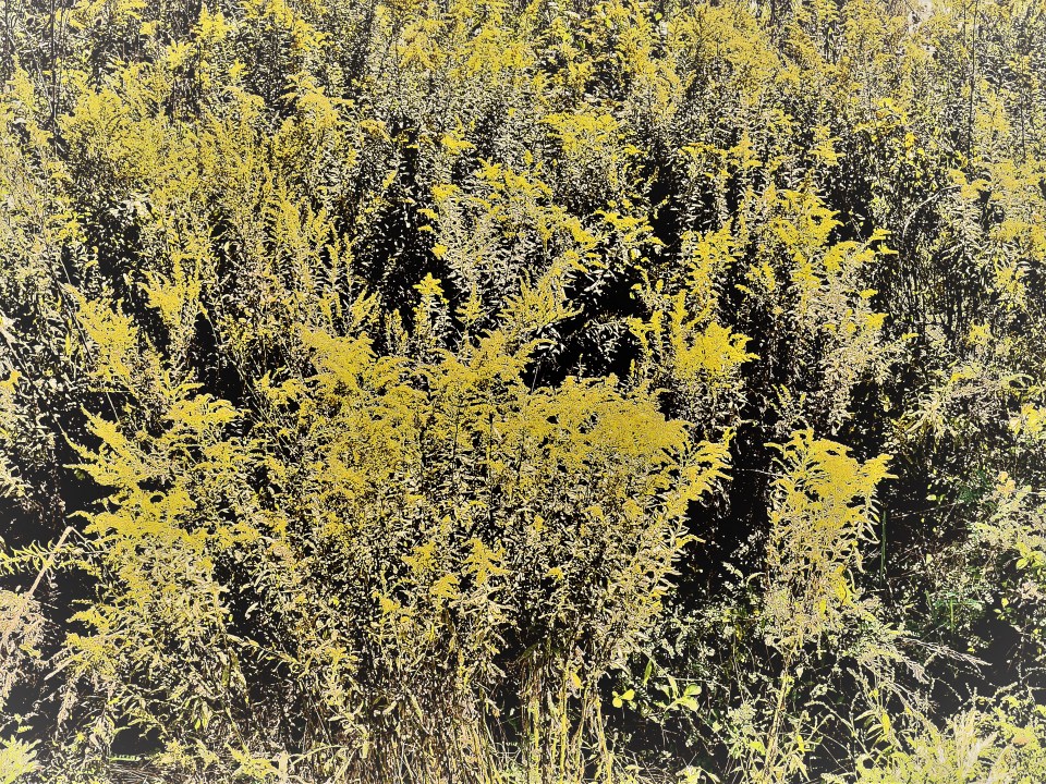 2017 10 03 BATTLEFIELD PRKWY P1010973 (MS PHOTO, EN, ZEKE) (DMC-G7)